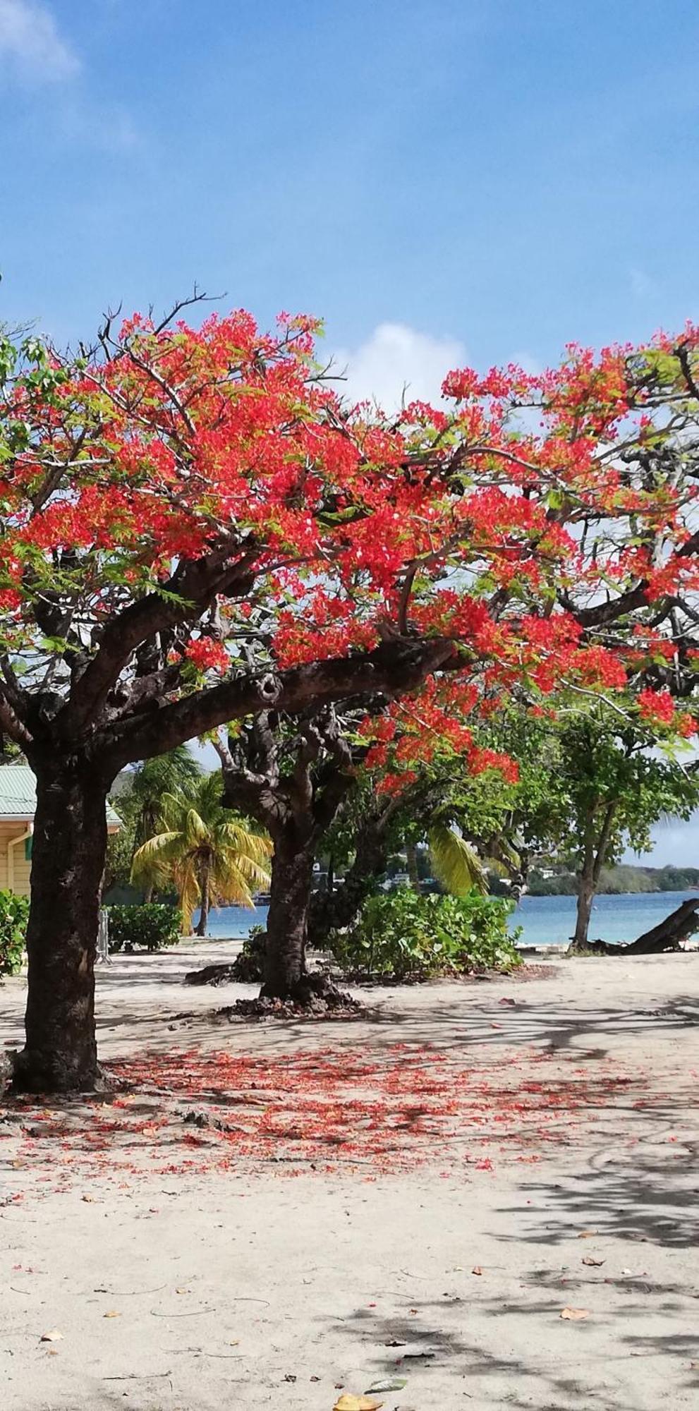 Bigouz Residence La Plage De L'Anse Caritan Sainte-Anne Kültér fotó